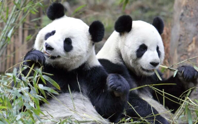 China To Gift Qatar Two Huge Pandas For World Cup 2022